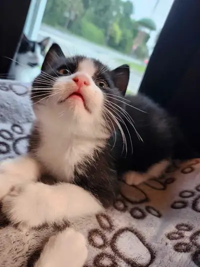 Adorable chaton mâle vermifugé pour adoption !, View more