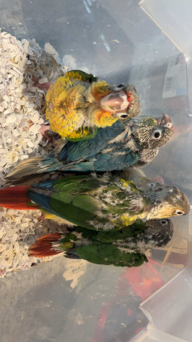 ❤️ Baby Conures For Sale HandFed ❤️ in Birds for Rehoming in London - Image 2