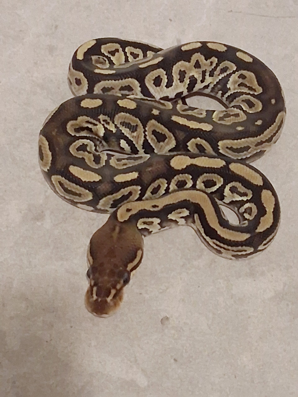Ball pythons | Reptiles & Amphibians for Rehoming | City of Toronto ...