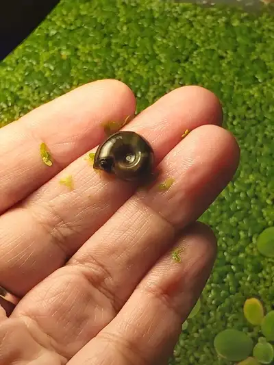 ramshorn snails for sale , View more