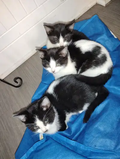 Quatre chatons de deux mois et demi a vendre, View more