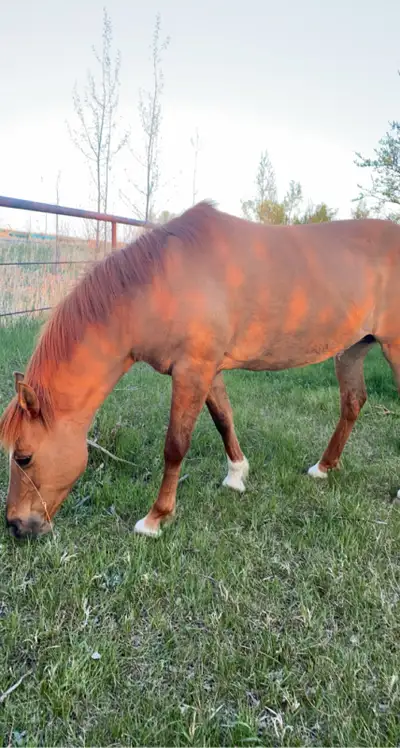Horse for Sale, View more