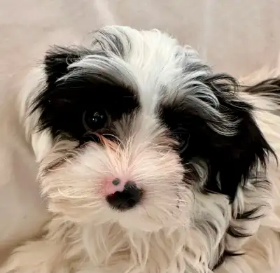 Tiny Morkie Puppies – 3 Months – Hypoallergenic – Ready Now, View more
