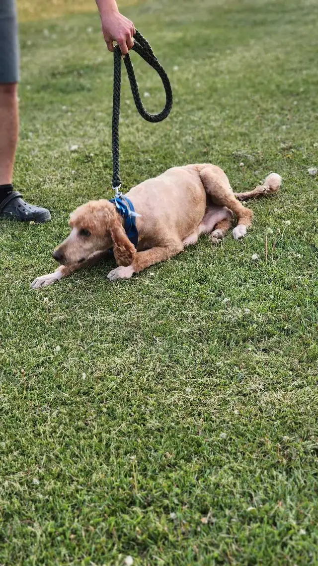 Standard Poodle in Dogs & Puppies for Rehoming in Winnipeg - Image 2
