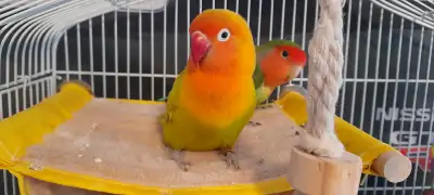 8 LOVE BIRD EGGS + FEMALE & MALE HEALTHY LOVEBIRDS, View more