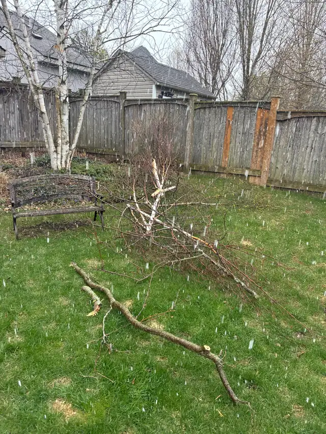     Tree Cutting & Removal & Fallen Tree & Branch Remo432920587236157444