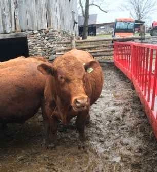 Registered Red Angus Bulls in Other in Renfrew - Image 2