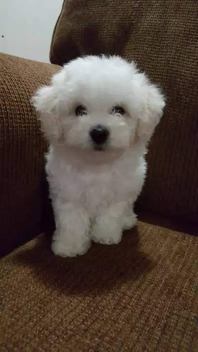 PUREBRED BICHON FRISE PUPPIES, View more