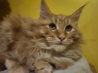 Purebred Maincoon Kittens, View more