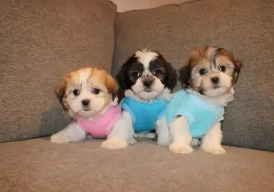 Chiots Malshi(Bichon Maltais x Shihtzu), View more
