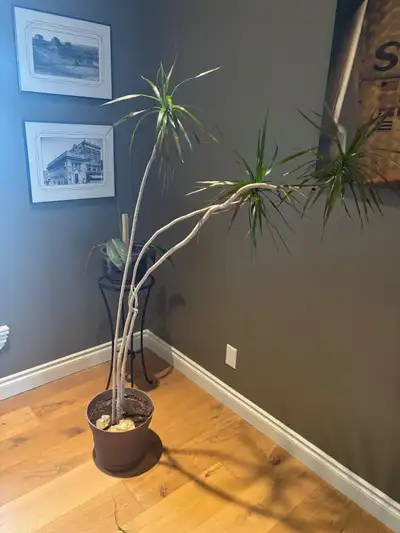 The Dracaena Dragon Tree Plant - $40, View more