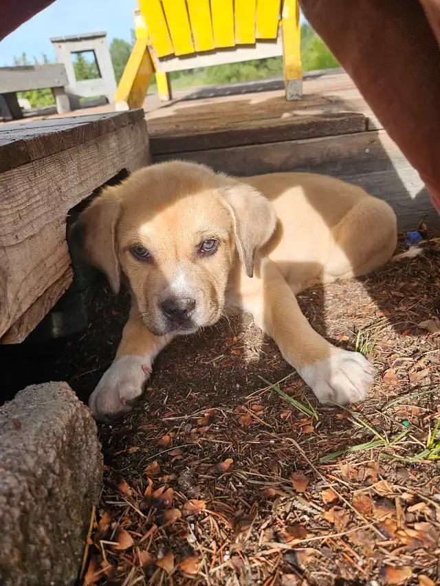 Puppies READY THIS WEEKEND in Dogs & Puppies for Rehoming in Strathcona County - Image 4
