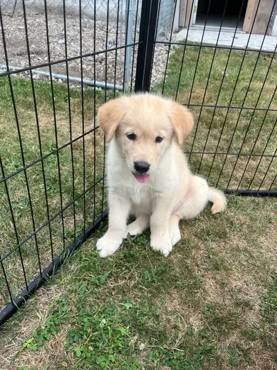 Alaskan malamute x puppies, View more