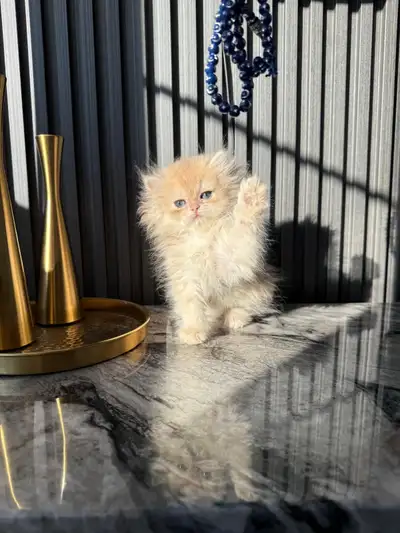 British Longhair Kitten, View more