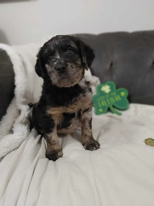 2 Left -  F1 Labradoodle Puppies (Chocolate & Multicolored) in Dogs & Puppies for Rehoming in Delta/Surrey/Langley - Image 2