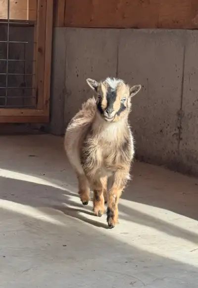 Nigerian Dwarf Doeling, View more