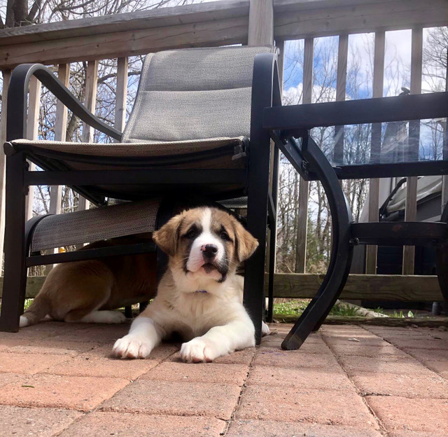 Saint Bernard Siberian Husky Mix Puppies!  in Dogs & Puppies for Rehoming in North Bay