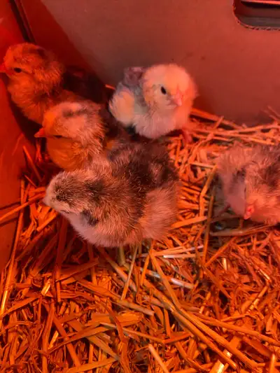 standard Brahma chicks , View more