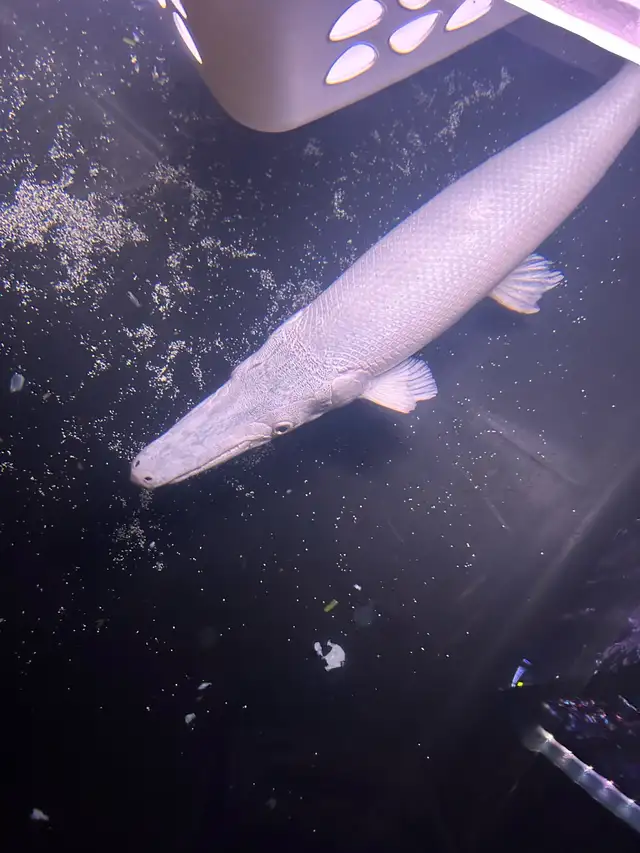 3FT alligator gar XXL in Fish for Rehoming in Oakville / Halton Region - Image 5
