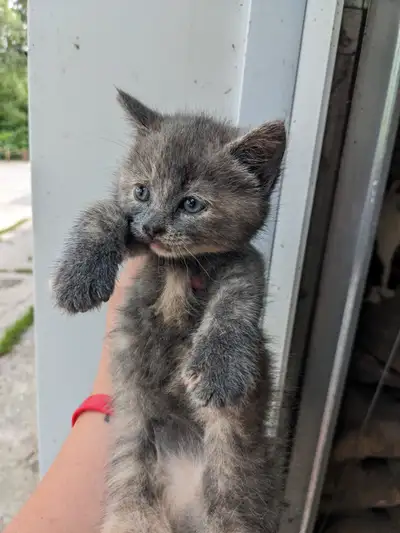 Chatons a vendre, View more