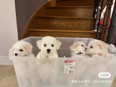 The Bichon Frise baby born in April has received the first shot of vaccination