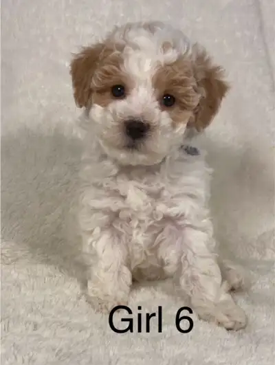 We have a litter of Bichonpoo puppies ready to go home now. Expected adult weight is 10 LBS . The ar...