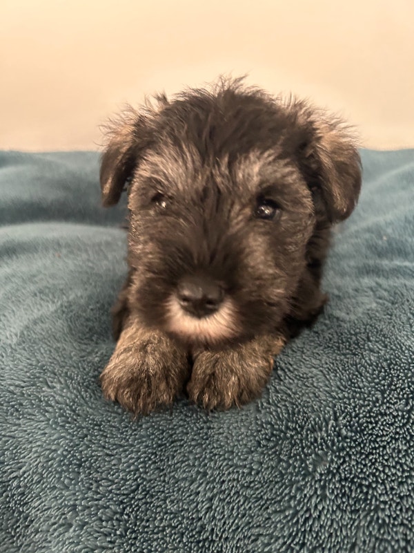 Miniature Schnauzers for sale PEI Dogs & Puppies for Rehoming