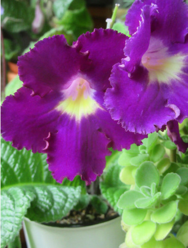 Streptocarpus plants in Other in City of Halifax - Image 3