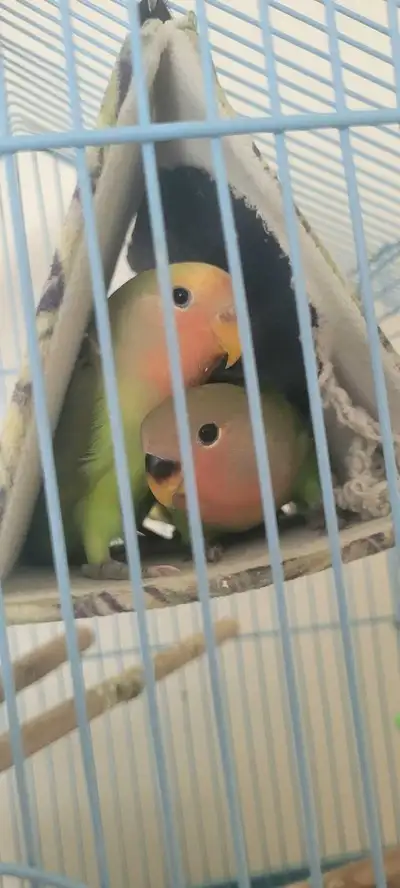 Baby Love Birds, View more