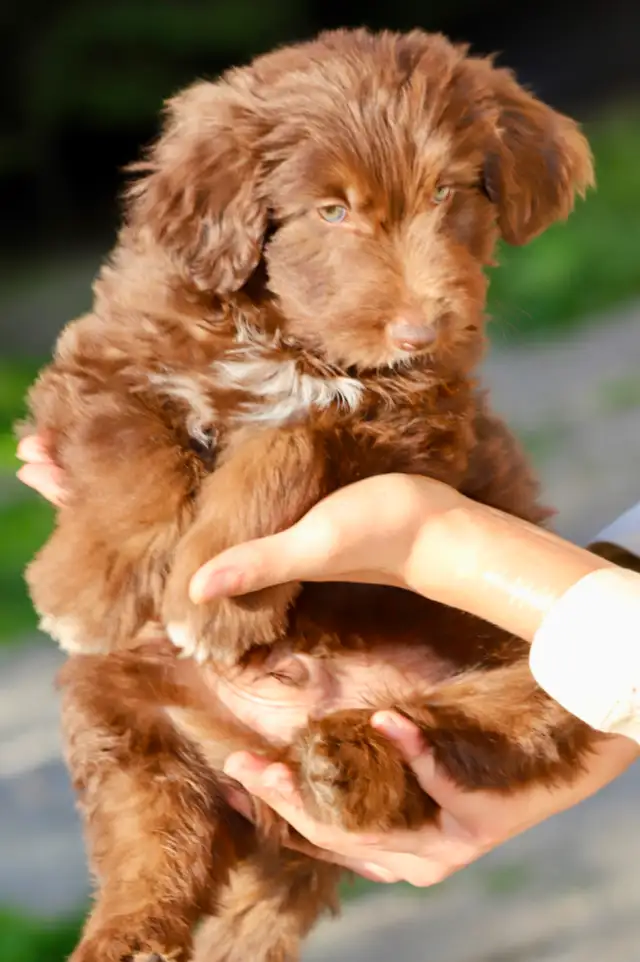 DOODLES TRÈS RARES BORDOODLES F1, CHOIX DE 6 COULEURS ,CHIOTS, in Dogs & Puppies for Rehoming in Laurentides - Image 12