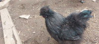 Silkie rooster  very handsome 
