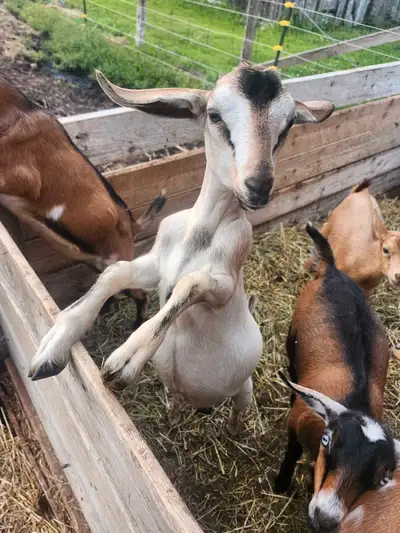 chèvres castrées pour animaux de compagnie. Goats for pets , View more