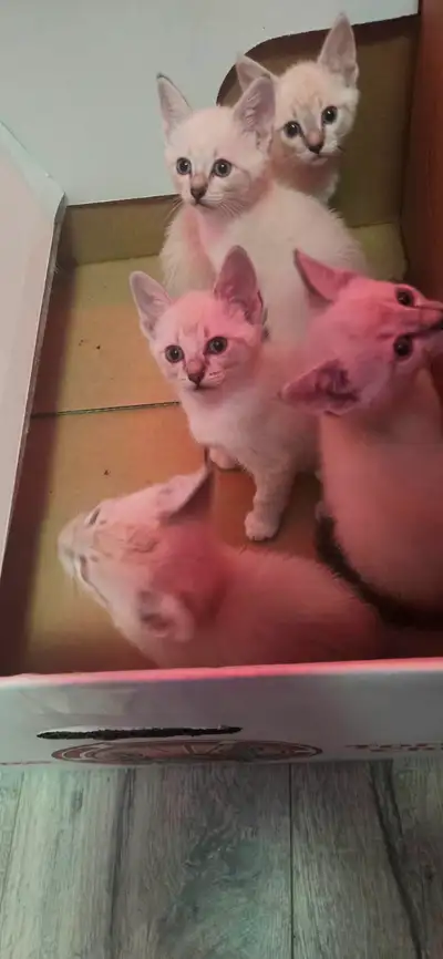 Siamese kittens, View more