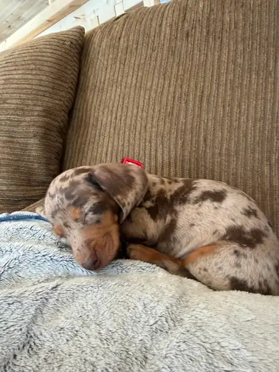Chocolate Dapple- Female Daschund, View more