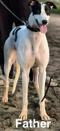 Greyhound Puppies in Dogs & Puppies for Rehoming in Abbotsford - Image 3