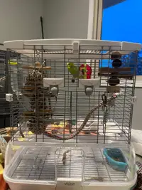 Budgie with Cage