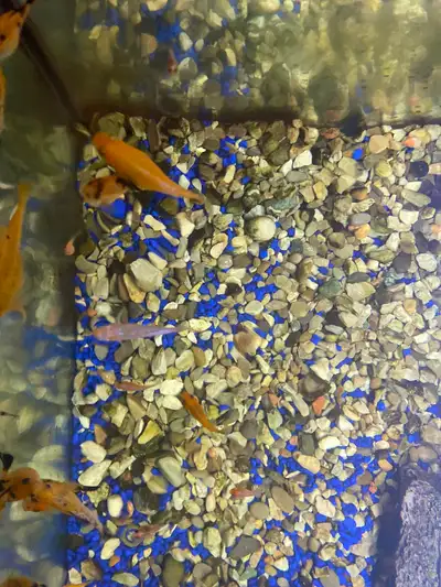 Healthy baby molly fish from my home aquarium. Born in a clean tank and eating well. Great for commu...