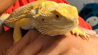 Golden Bearded Dragon and Enclosure for Sale