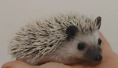 ♥Chip! ark masked platinum baby hedgehog boy!!!, View more