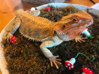 Bearded Dragon with Tank and Accessories