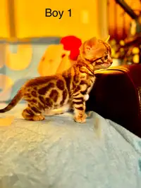 Stunning Bengal Kittens 4Males 8Weeks