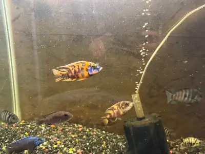 cichlids (mix), View more