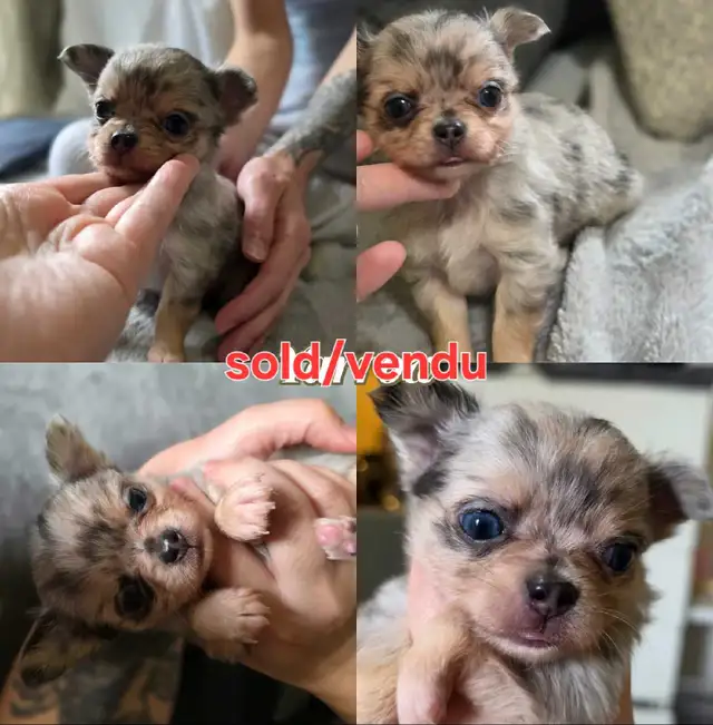 LongCoat Tiny Chihuahua puppies in Dogs & Puppies for Rehoming in Ottawa - Image 9
