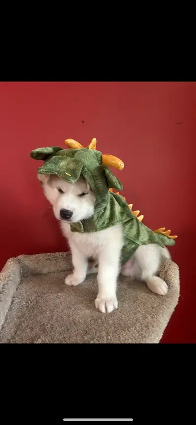 Malamute Husky/German Shepherd Puppies, View more