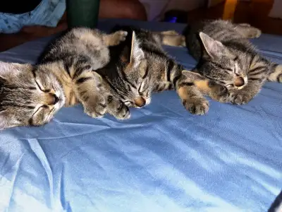 kittens for rehoming, View more