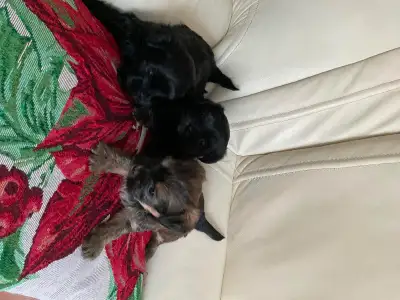 Shorkey puppies for sale, View more