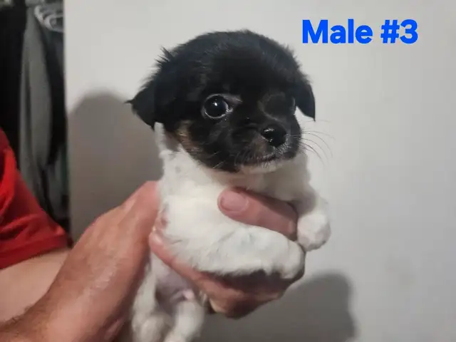 Chihuahuas in Dogs & Puppies for Rehoming in Kitchener / Waterloo - Image 5