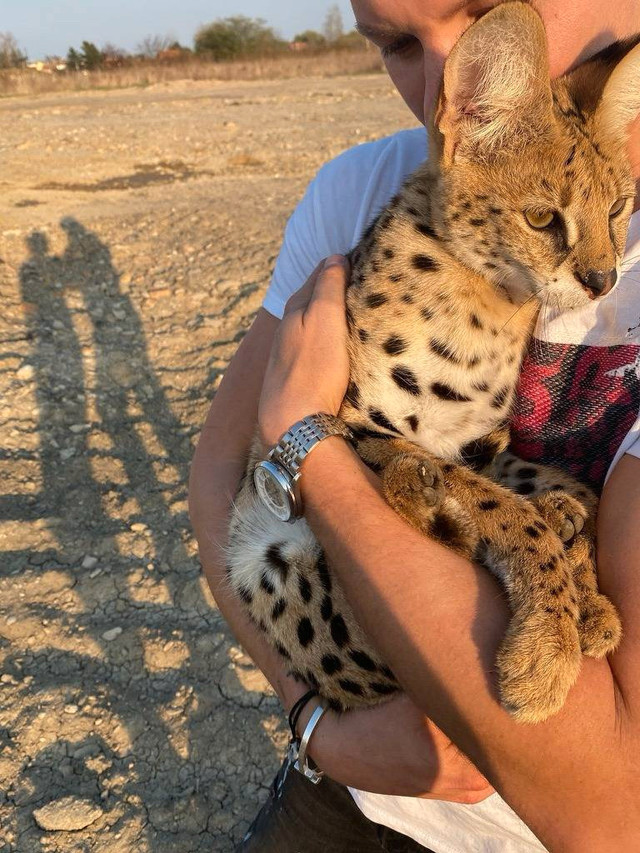 Serval Kittens Available  in Cats & Kittens for Rehoming in Ottawa - Image 4