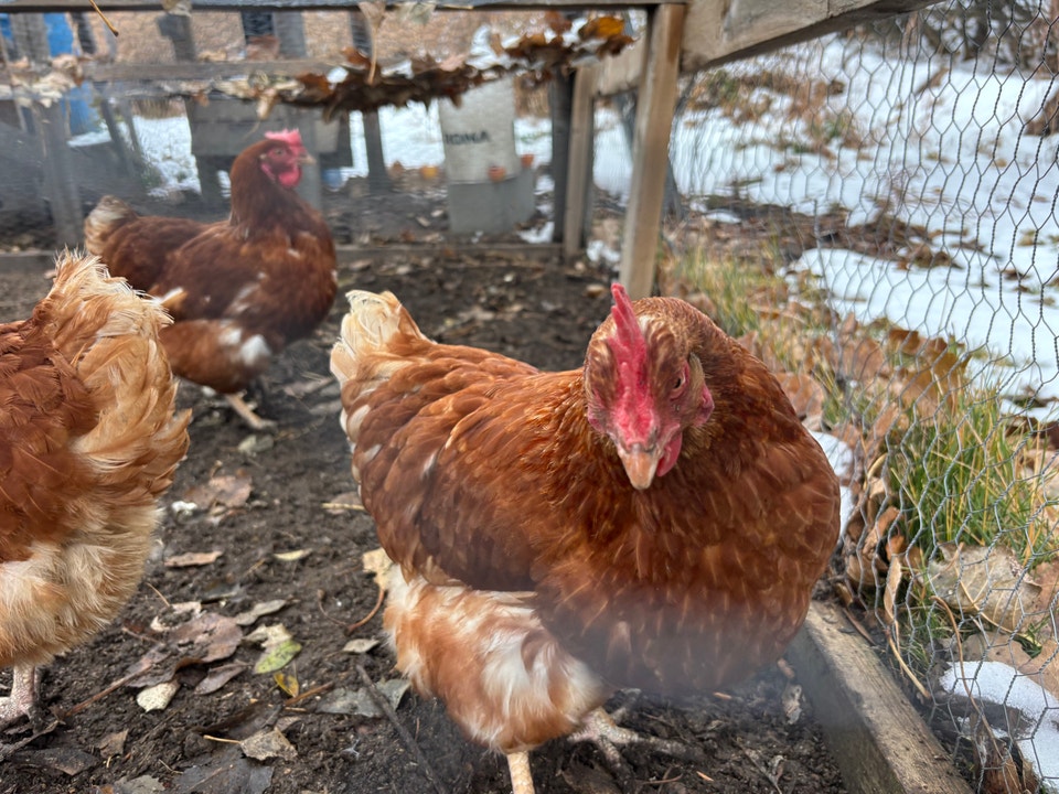 3 laying hens | Livestock | Calgary | Free local classifieds - Kijiji