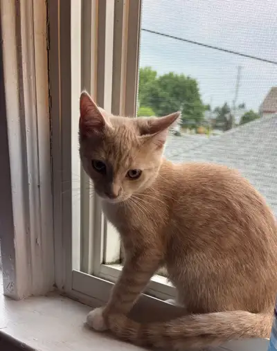 3 month old female kitten , View more
